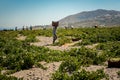 Workers harvesting grapes in the field on a hot sunny day