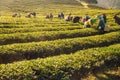 Workers harvesting green tea leaves in a tea plantation. Royalty Free Stock Photo