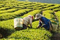 Workers harvesting green tea leaves in a tea plantation.