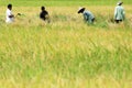 Workers harvesting paddy at rice field