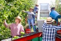 Workers harvesting ripe apples using sorting machine Royalty Free Stock Photo