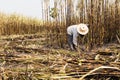 Workers harvesting sugarcane