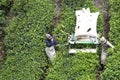 Workers Harvesting Tea Leaves Royalty Free Stock Photo