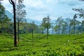 Workers Harvesting on Tea Plantation in Sri Lanka Royalty Free Stock Photo