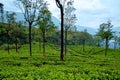 Workers Harvesting on Tea Plantation in Sri Lanka Royalty Free Stock Photo