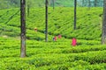 Workers Harvesting on Tea Plantation in Sri Lanka Royalty Free Stock Photo