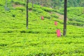 Workers Harvesting on Tea Plantation in Sri Lanka Royalty Free Stock Photo