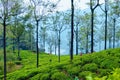 Workers Harvesting on Tea Plantation in Sri Lanka Royalty Free Stock Photo