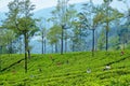 Workers Harvesting on Tea Plantation in Sri Lanka Royalty Free Stock Photo