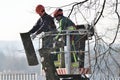 The workers with helmet working at height on the trees