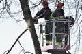 The workers with helmet working at height on the trees