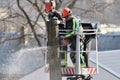 The workers with helmet working at height on the trees