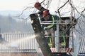 The workers with helmet working at height on the trees