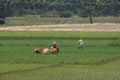 Workers in an Indian paddy field