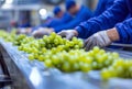Workers Inspecting Grapes on Conveyor for Quality Control, generative ai Royalty Free Stock Photo