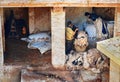 Workers in the Leather traditional tannery. Fez, Morocco Royalty Free Stock Photo