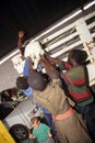 Workers on a livestock farm, South Africa.