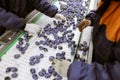Workers manually sort and inspect the freshly harvested plums on a white plastic sorting conveyor belt at the warehouse for Royalty Free Stock Photo