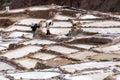 Workers at the Maras salt ponds in Peru.