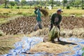 Workers in paddy field