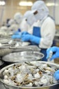 Workers are peeling and processing fresh raw shrimps in a seafood factory in the Mekong delta of Vietnam Royalty Free Stock Photo