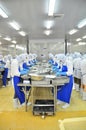 Workers are peeling and processing fresh raw shrimps in a seafood factory in the Mekong delta of Vietnam Royalty Free Stock Photo