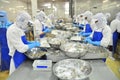 Workers are peeling and processing fresh raw shrimps in a seafood factory in the Mekong delta of Vietnam Royalty Free Stock Photo