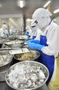 Workers are peeling and processing fresh raw shrimps in a seafood factory in the Mekong delta of Vietnam Royalty Free Stock Photo