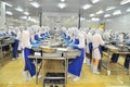 Workers are peeling and processing fresh raw shrimps in a seafood factory in the Mekong delta of Vietnam Royalty Free Stock Photo