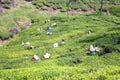 Workers picking tea leaves in a tea plantation