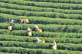 Workers picking tea leaves in tea plantation