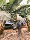 Workers picking up bananas on the plantation Royalty Free Stock Photo