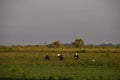 Workers on the plantation manually pull out the weeds. Workers in the field working