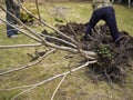 Workers planting tree Royalty Free Stock Photo