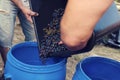 Workers pouring squeezed grapes and juice during the domestic wine-making process Royalty Free Stock Photo