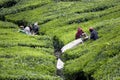 Workers Preparing to Harvest Tea Leaves