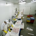 Workers processing fish Royalty Free Stock Photo