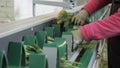 Workers are putting bunches of flovers to the conveyor on factory, close up.
