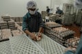 Workers putting eggs to basket befrore putting to chicken egg incubators