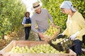 Workers putting harvested apples in crate