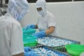 Workers are putting squids in trays for frozen exporting in a seafood factory in Vietnam