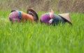 Workers removing weeds on a Balinese terraced rice field.