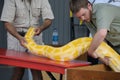 Workers from Reptile World try to lift a 20 foor 200 lbs yellow python