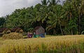 Workers in rice field, Bali Royalty Free Stock Photo