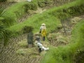 Workers in the rice field Royalty Free Stock Photo