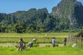 Workers at rice field Royalty Free Stock Photo