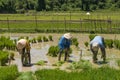 Workers at rice field Royalty Free Stock Photo