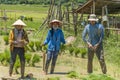 Workers at rice field Royalty Free Stock Photo