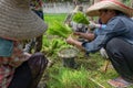 Workers on the rice field Royalty Free Stock Photo