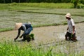 Workers in rice paddies. Ubud. Gianyar regency. Bali. Indonesia